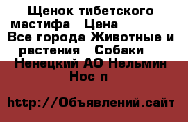 Щенок тибетского мастифа › Цена ­ 60 000 - Все города Животные и растения » Собаки   . Ненецкий АО,Нельмин Нос п.